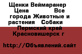 Щенки Веймаранер › Цена ­ 40 000 - Все города Животные и растения » Собаки   . Пермский край,Красновишерск г.